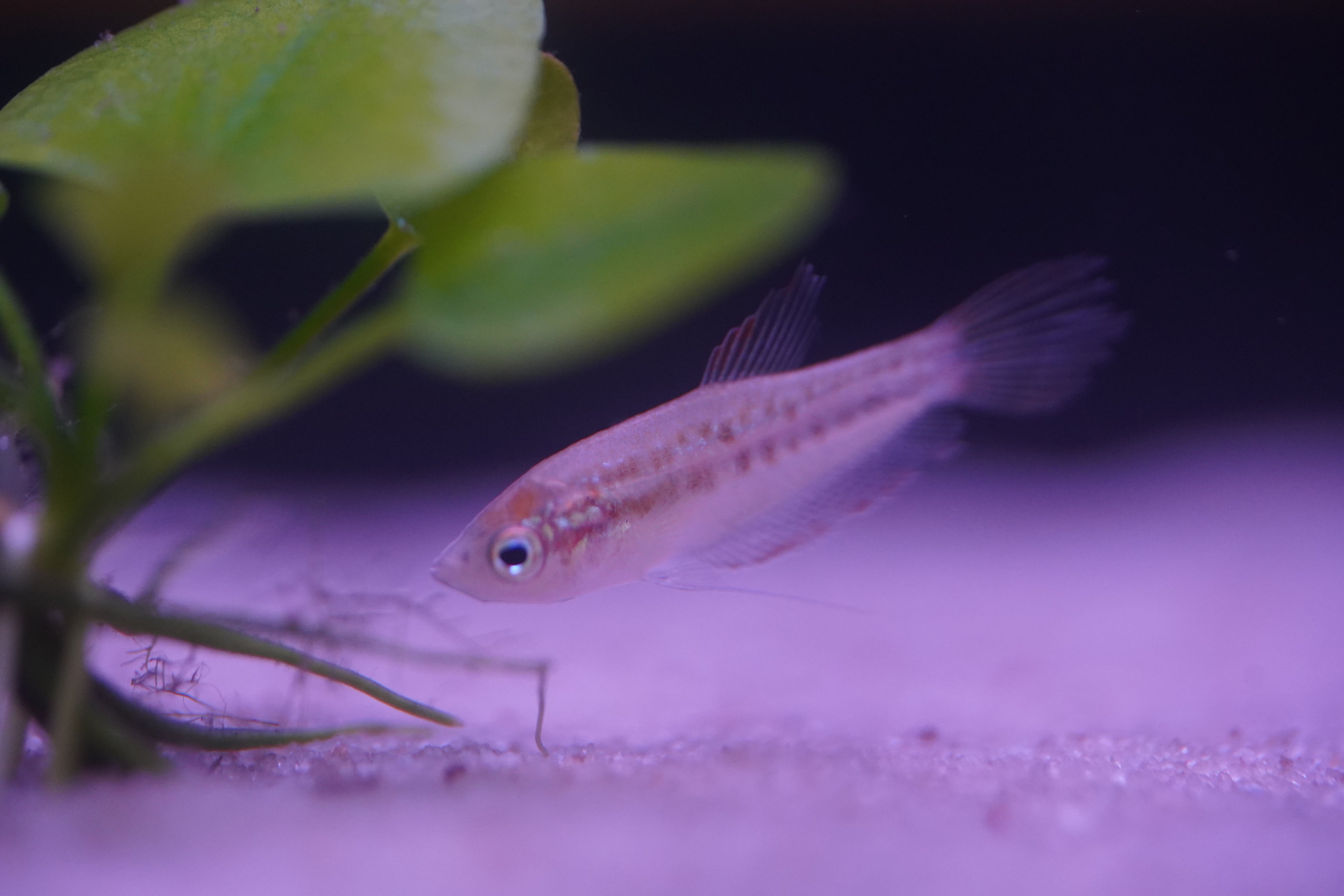 Sparkling Gourami