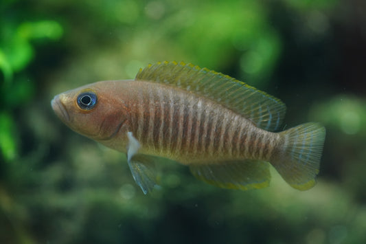 Neolamprologus Multifasciatus