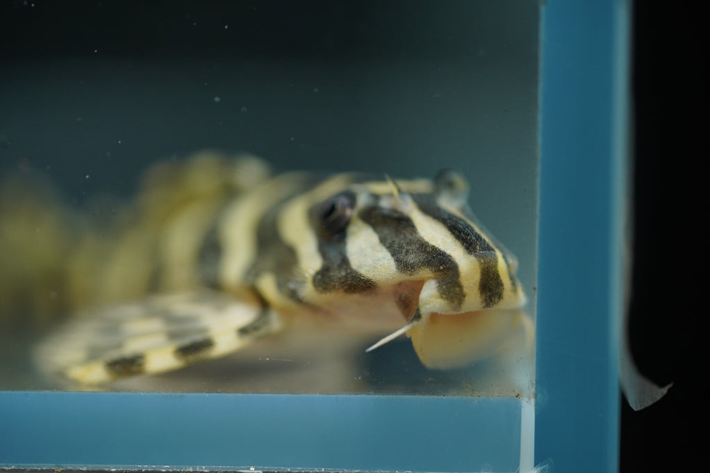 L134 Leopard Frog Pleco