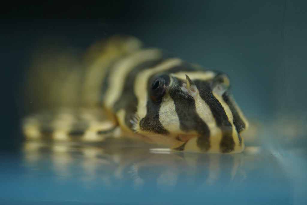 L134 Leopard Frog Pleco
