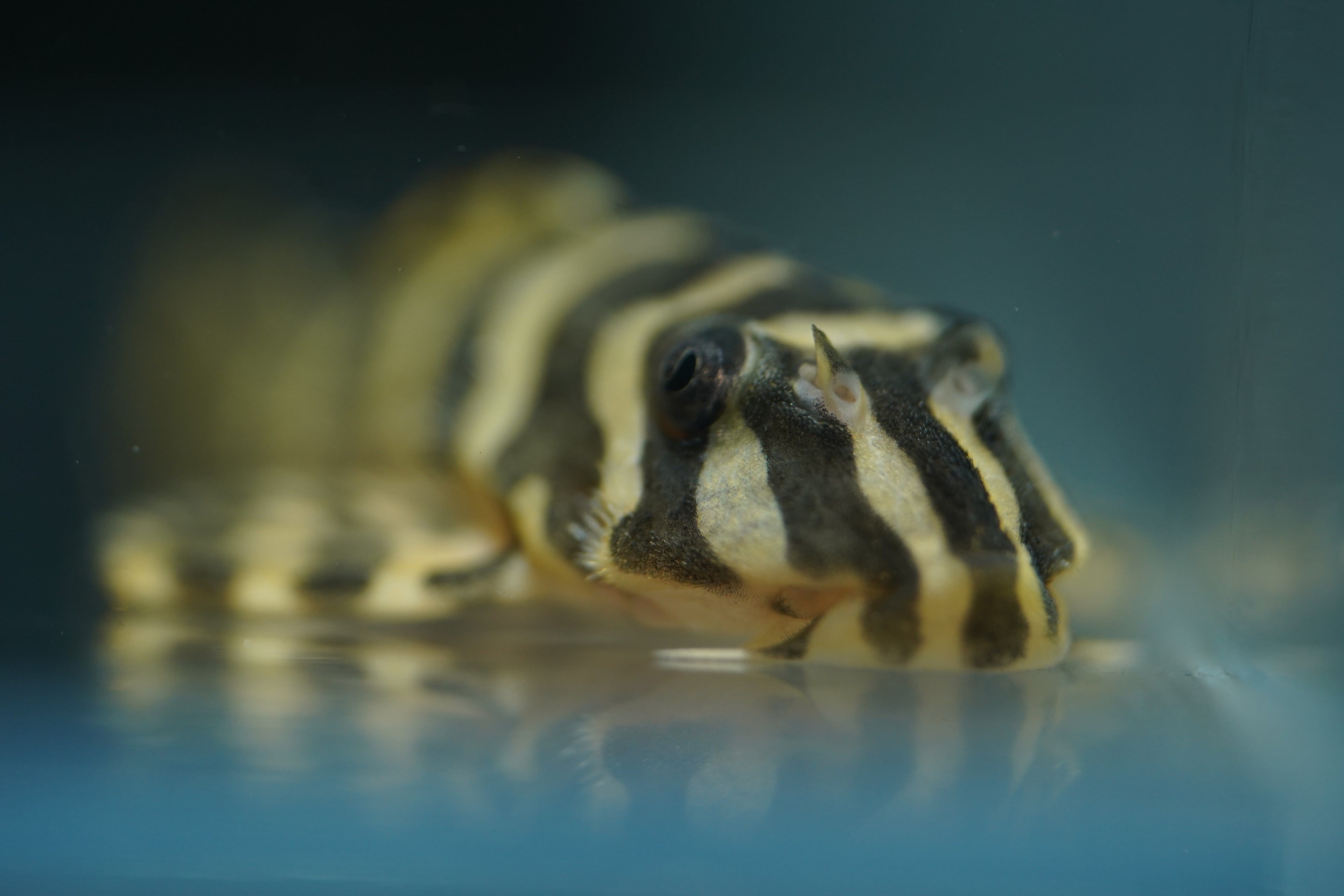 L134 Leopard Frog