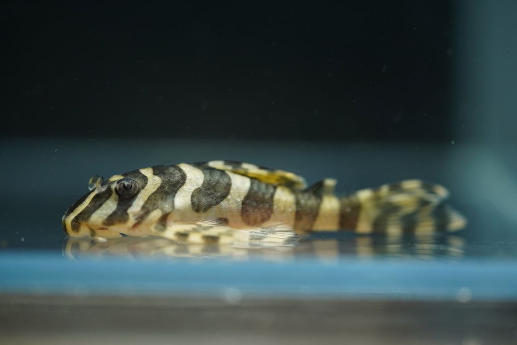 L134 Leopard Frog Pleco