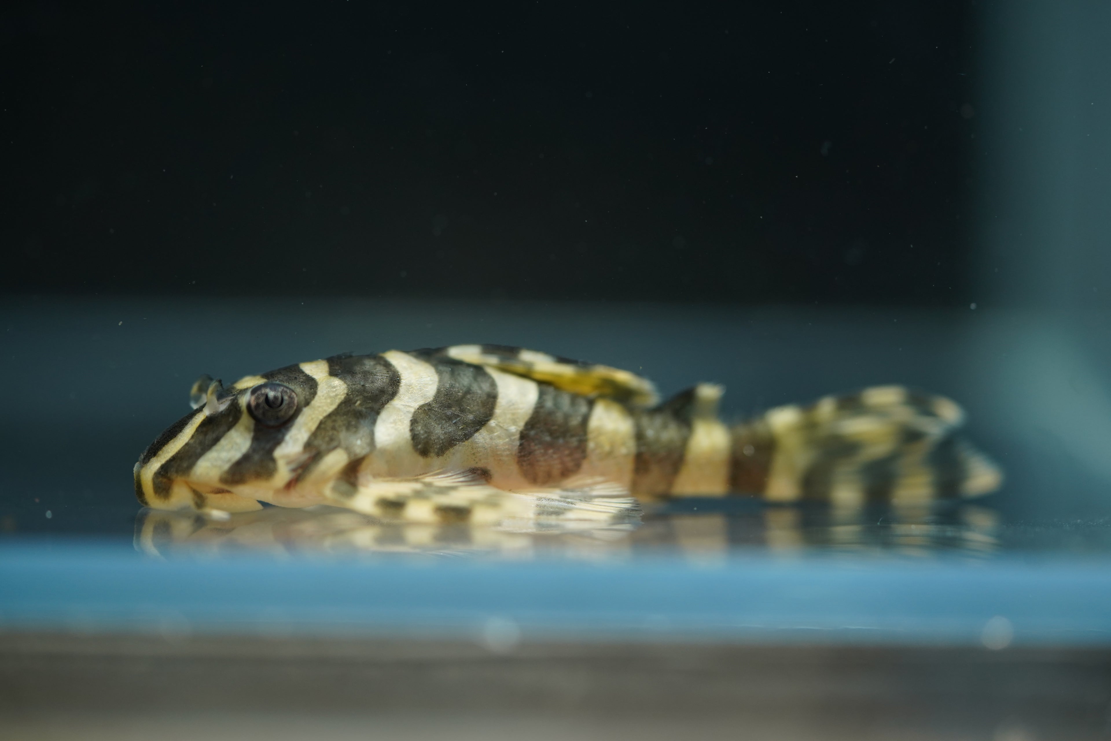 L134 Leopard Frog Pleco