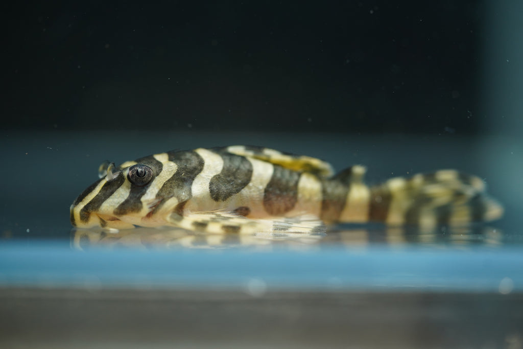 L134 Leopard Frog Pleco