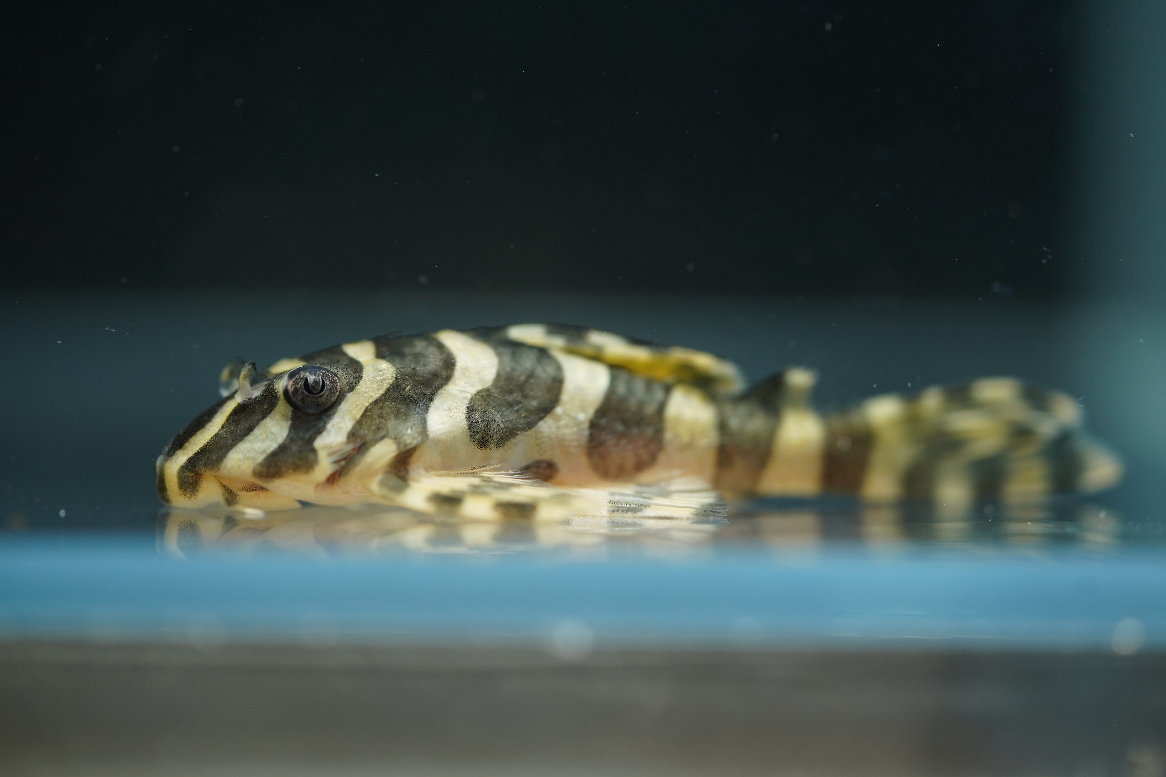 L134 Leopard Frog Pleco