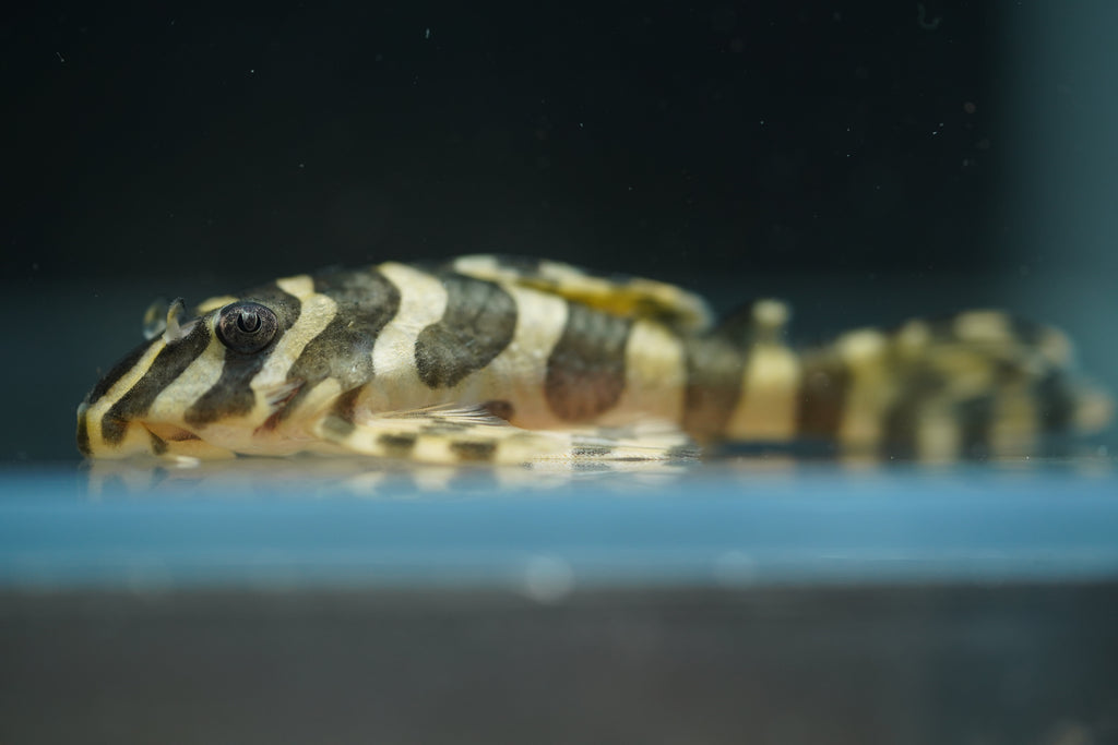 L134 Leopard Frog Pleco