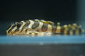 L134 Leopard Frog Pleco