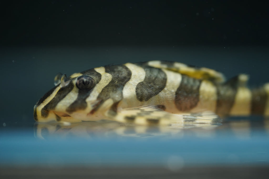 L134 Leopard Frog Pleco