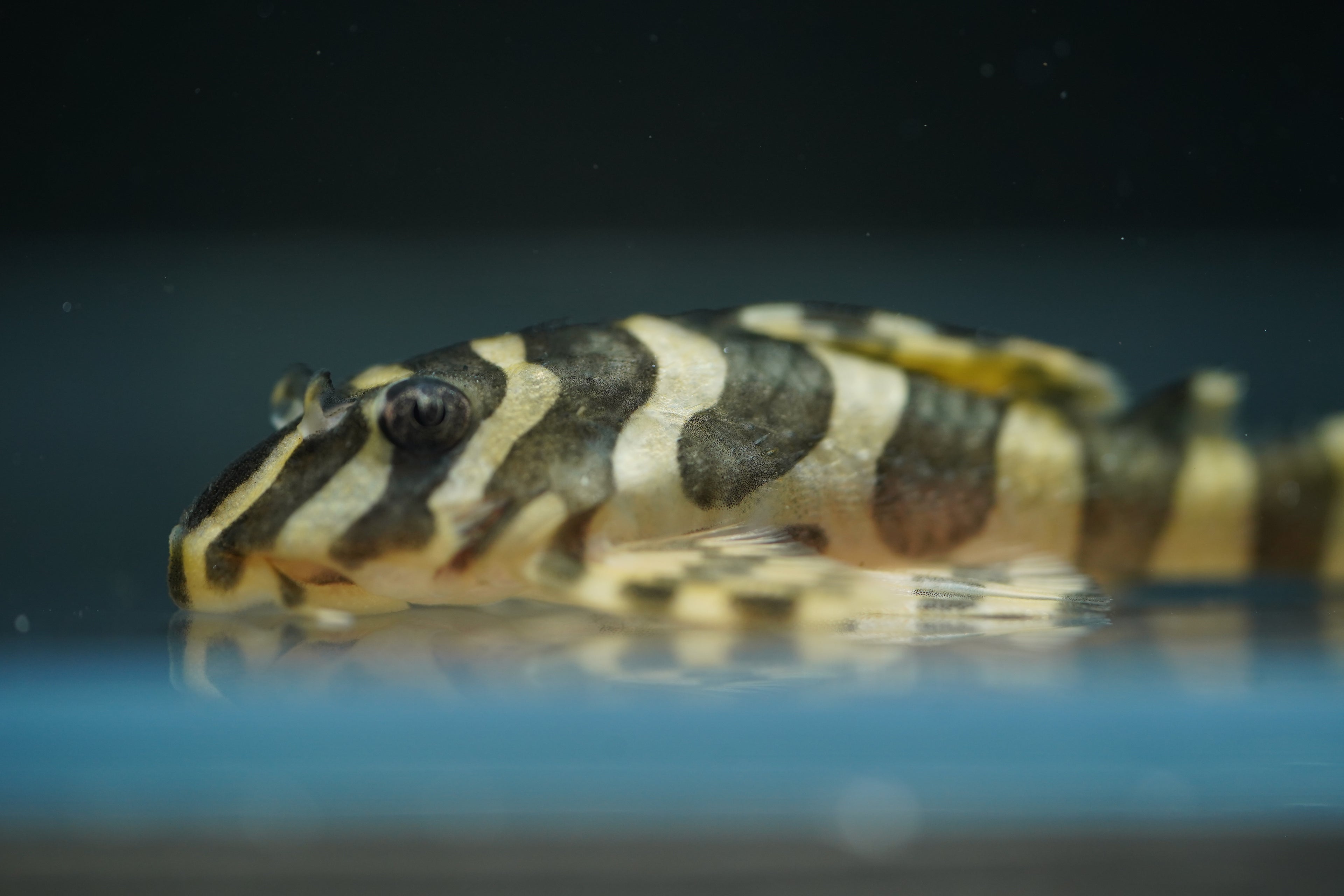 L134 Leopard Frog