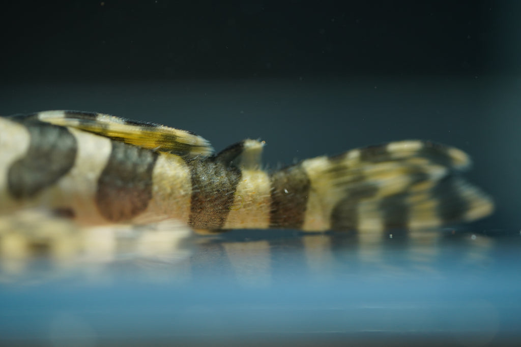L134 Leopard Frog Pleco