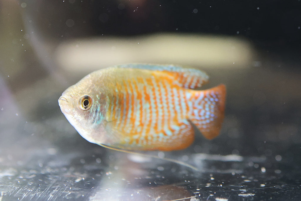 Dwarf Gourami