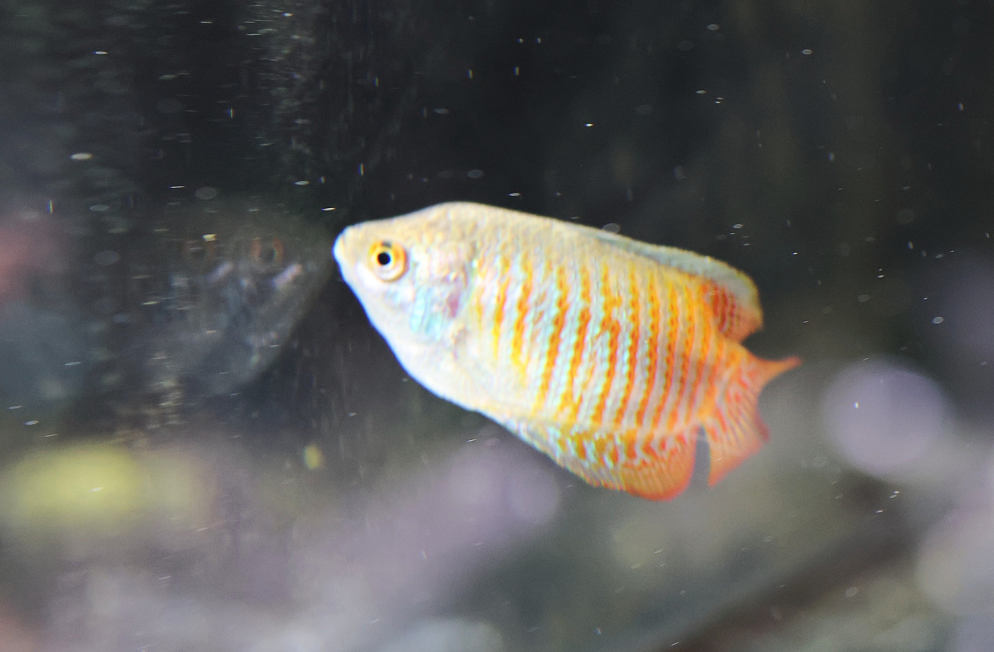 Dwarf Gourami