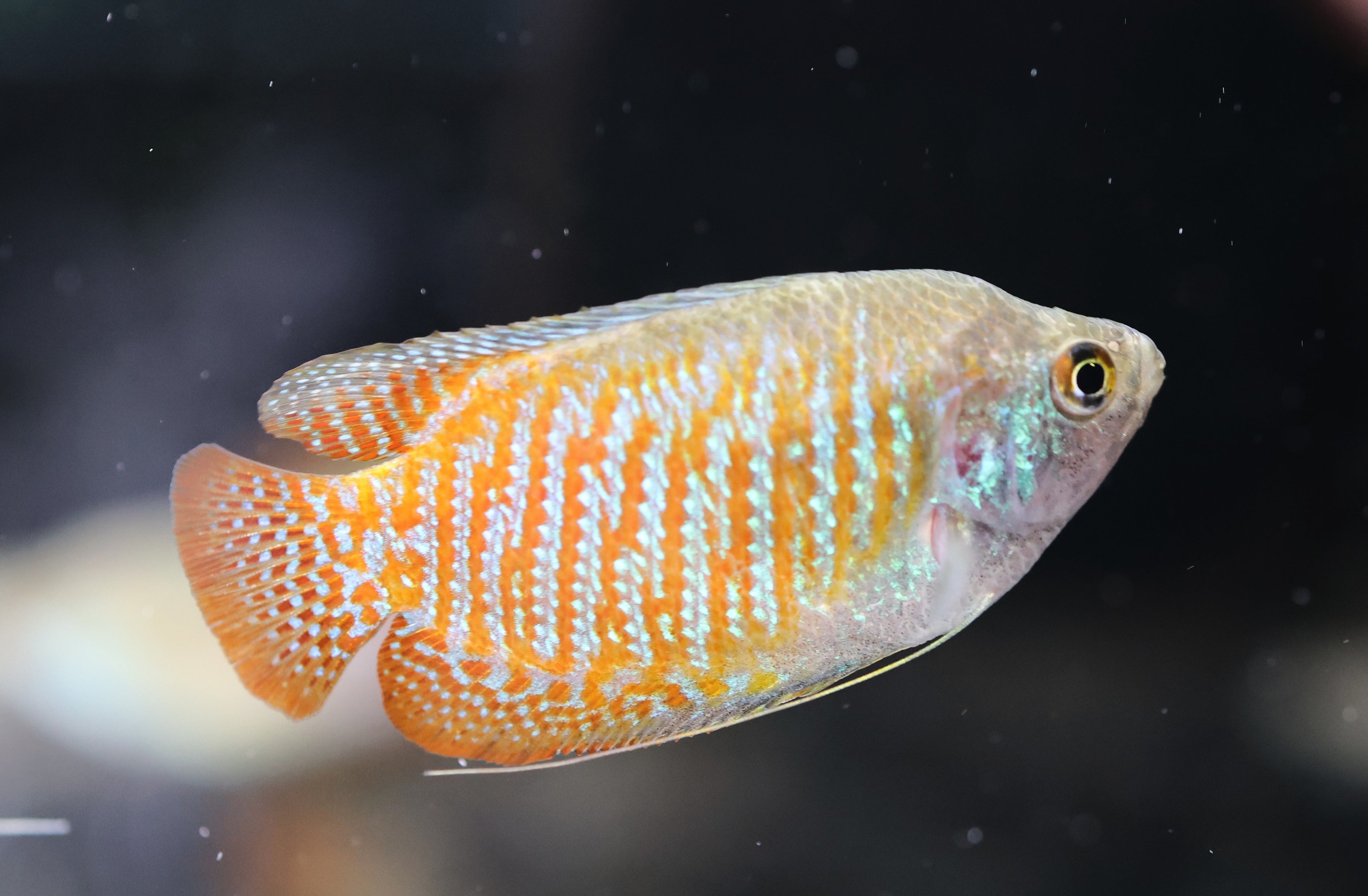 Dwarf Gourami