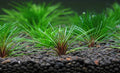 Eriocaulon 'Blood Vomit'
