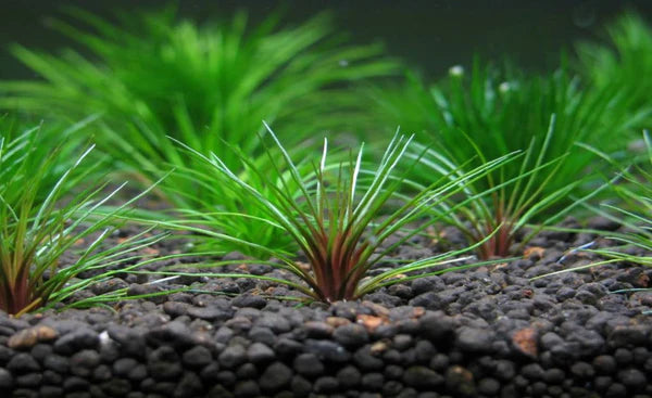 Eriocaulon 'Blood Vomit'