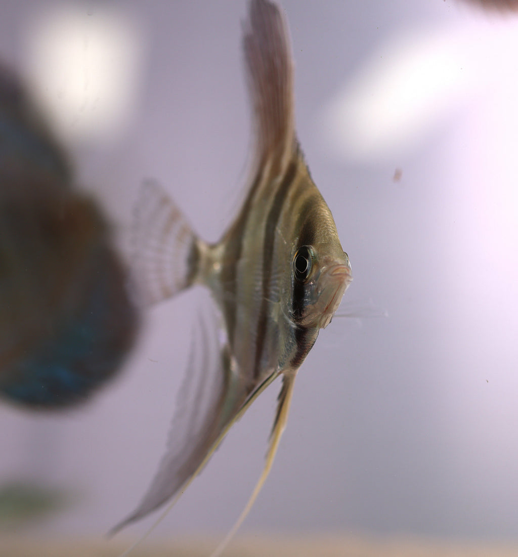 F1 Altum Angelfish