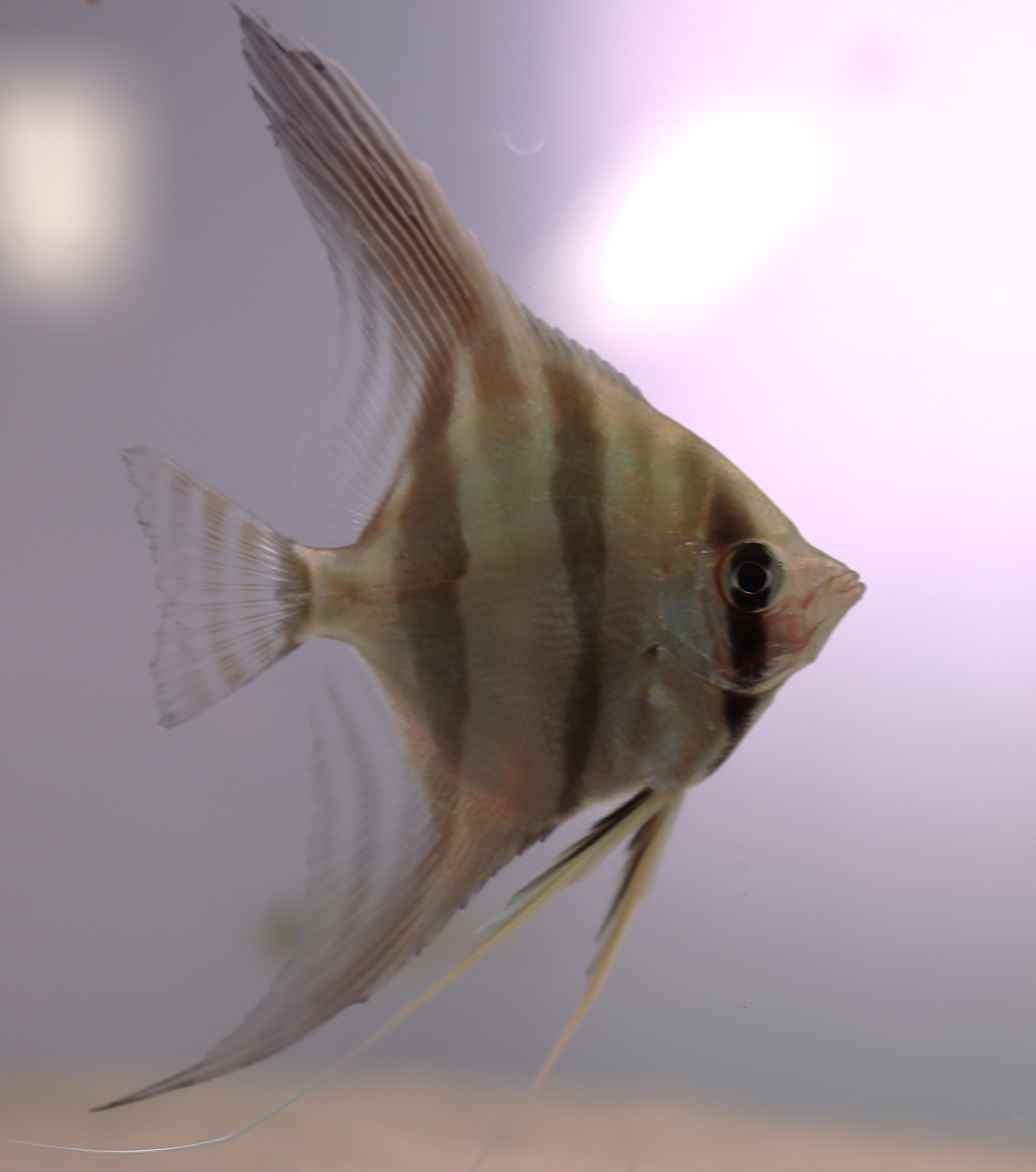 F1 Altum Angelfish