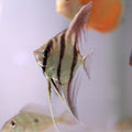 F1 Altum Angelfish