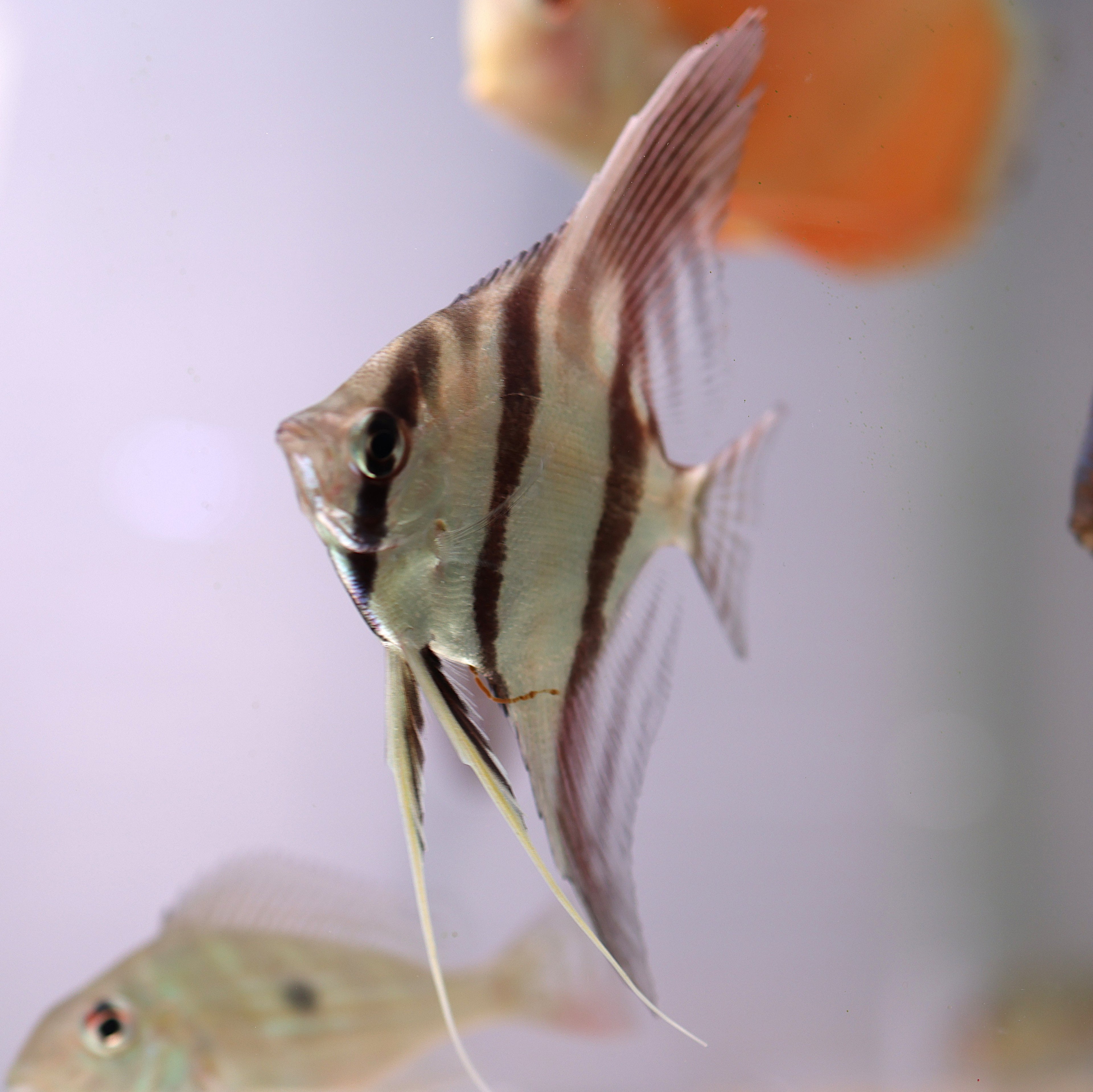 F1 Altum Angelfish