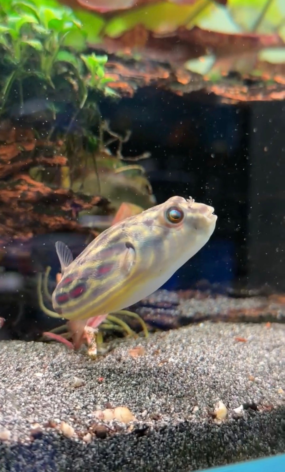 Fahaka Pufferfish (3cm)