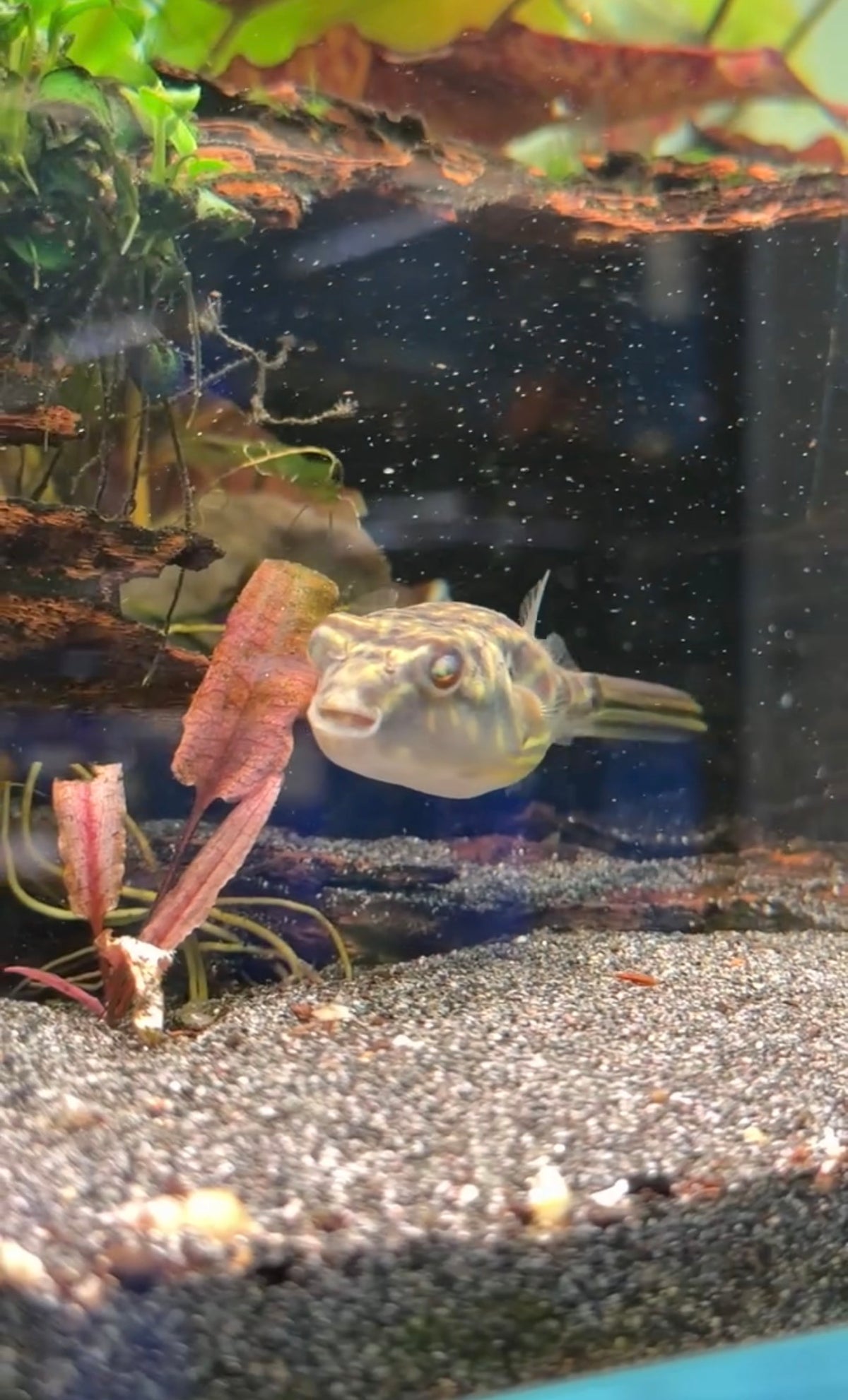 Fahaka Pufferfish (3cm)