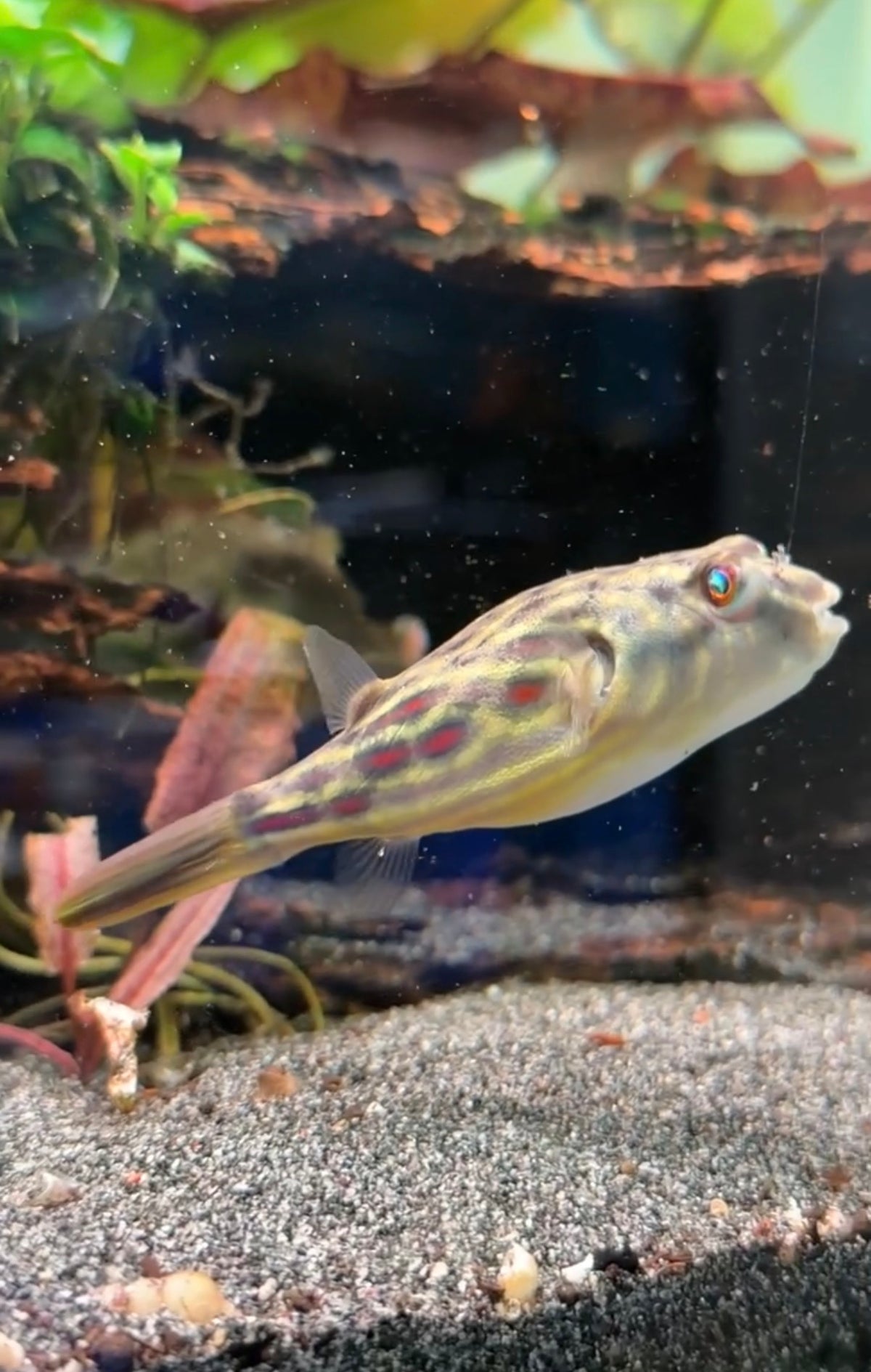 Fahaka Pufferfish (3cm)