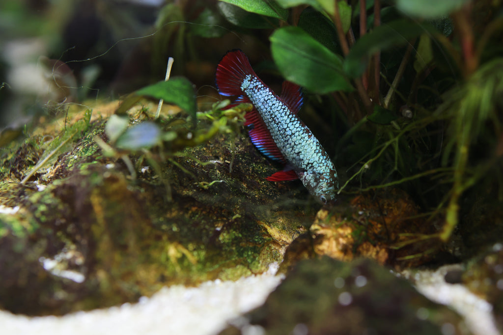 Female Betta