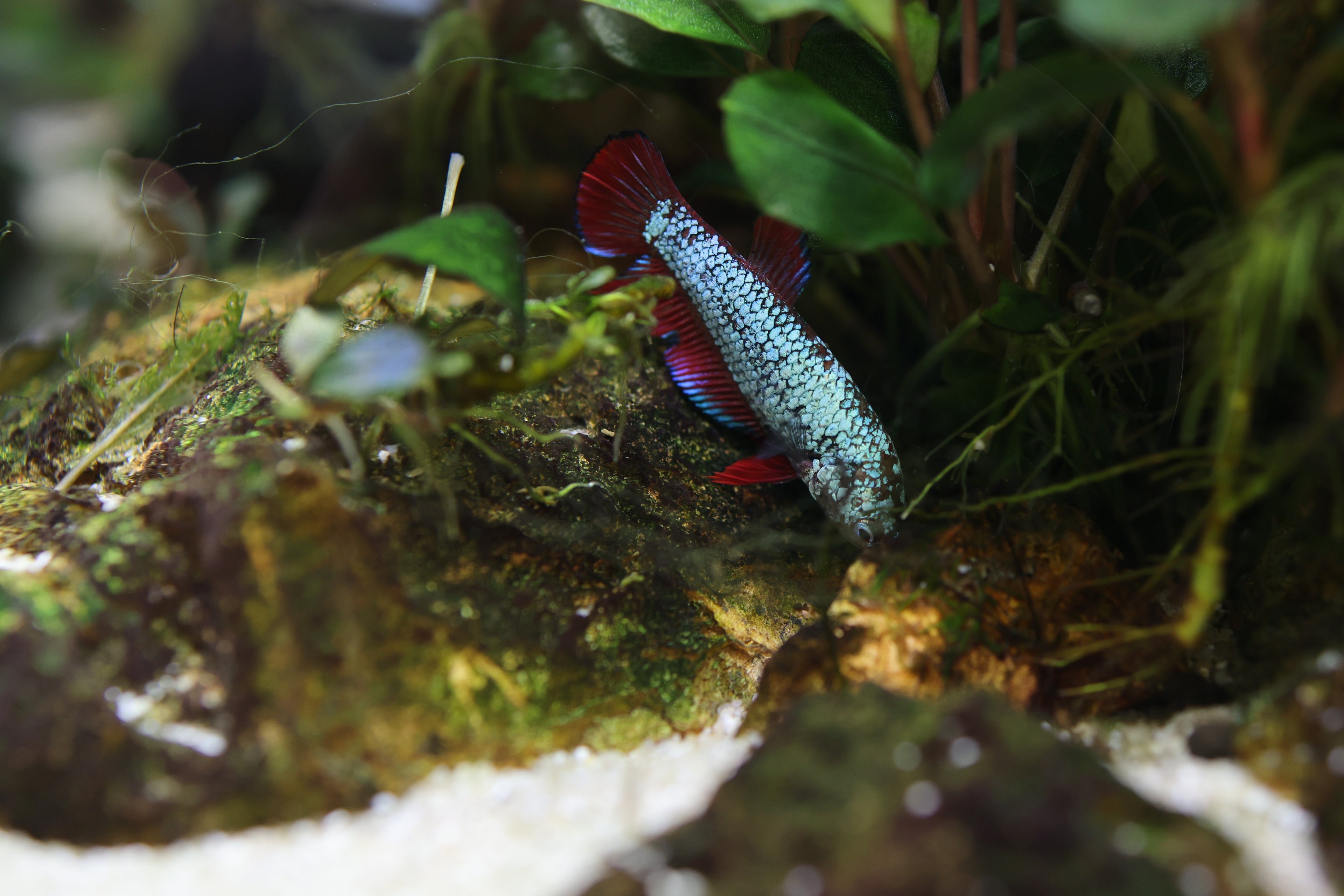 Female Betta