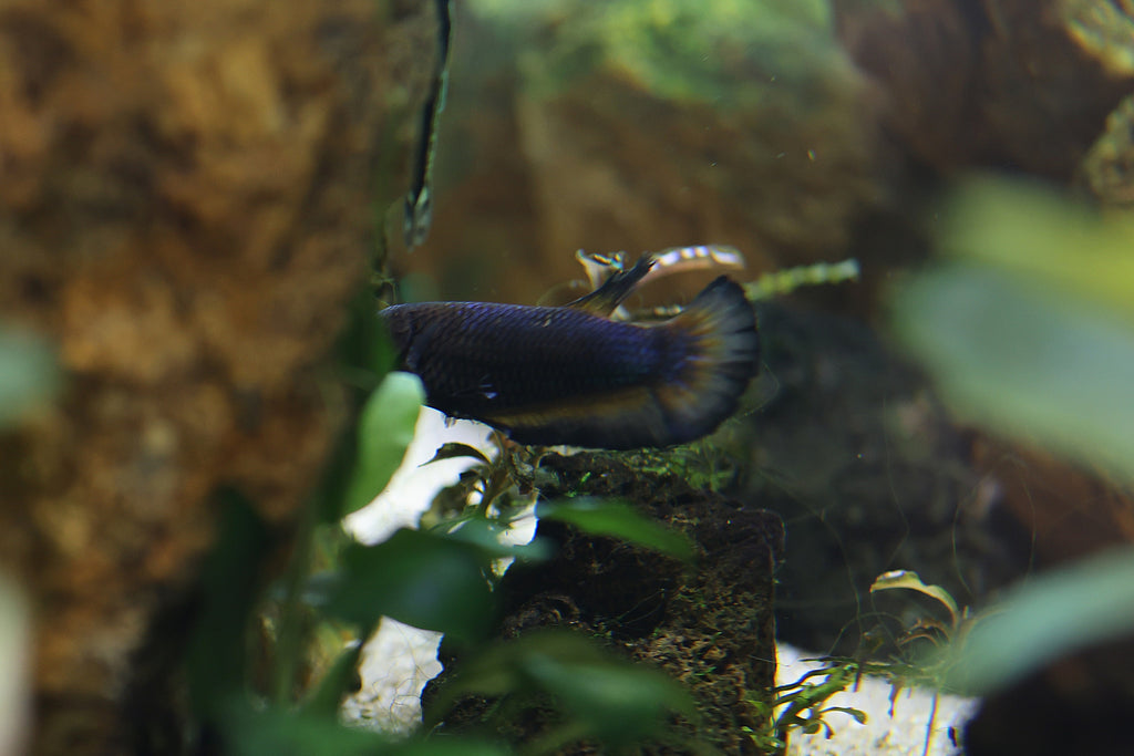 Female Betta