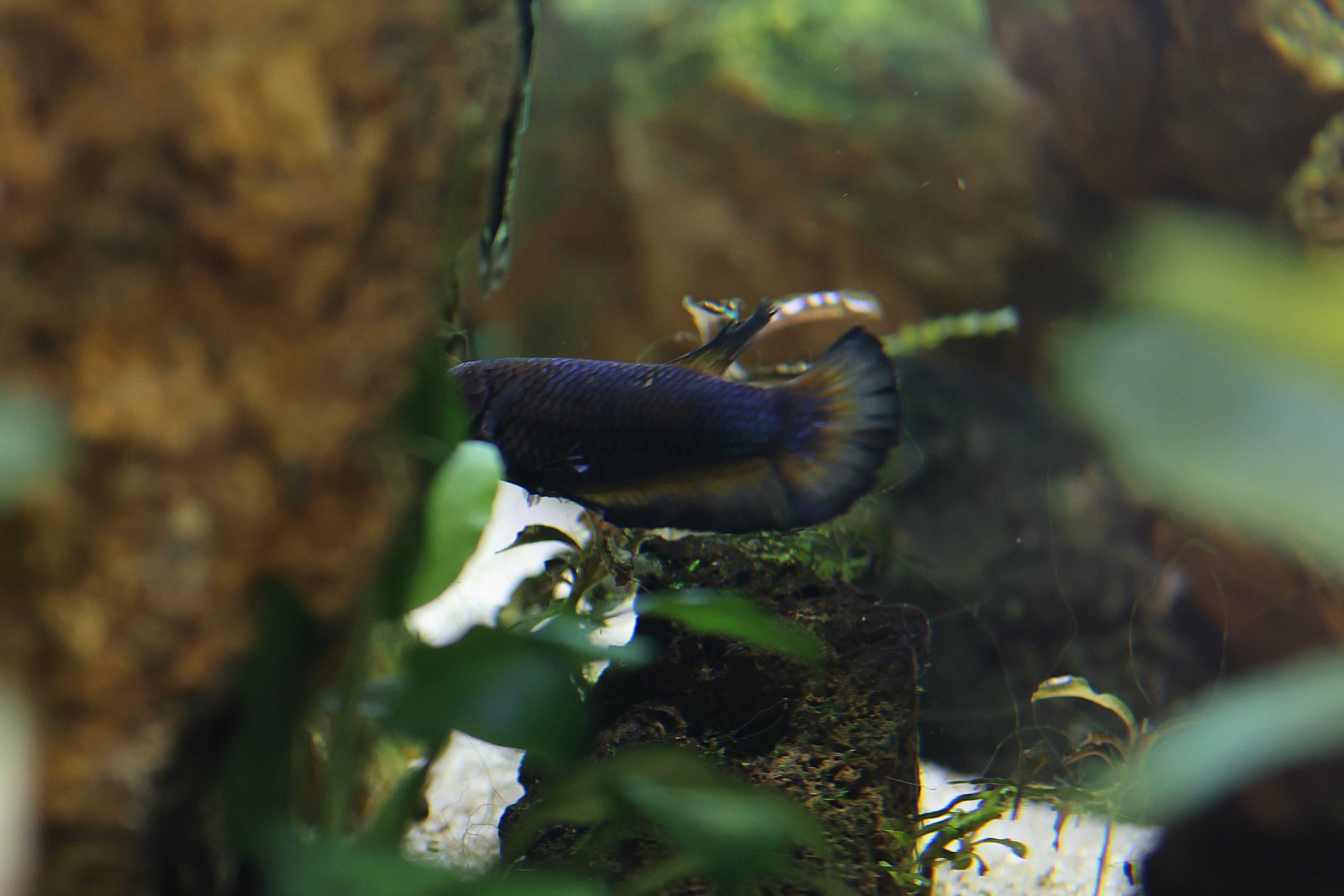 Female Betta