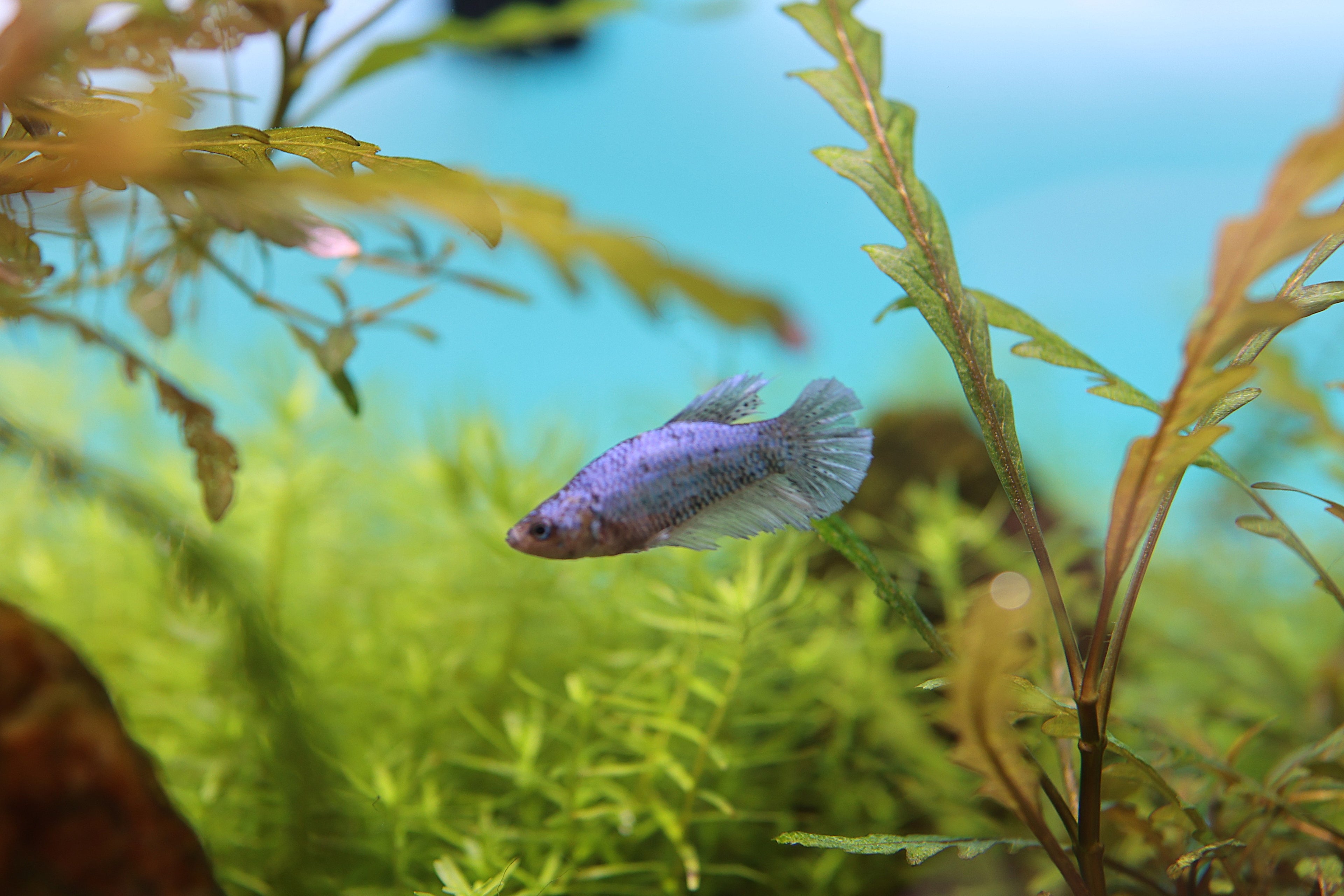 Female Betta