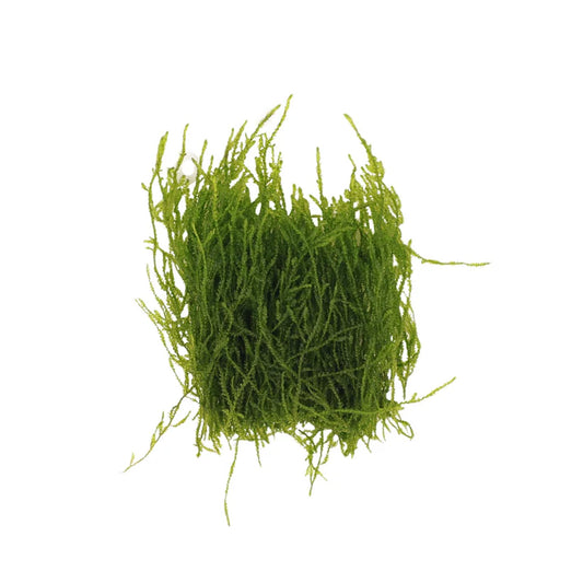 AquaLabs Flame Moss