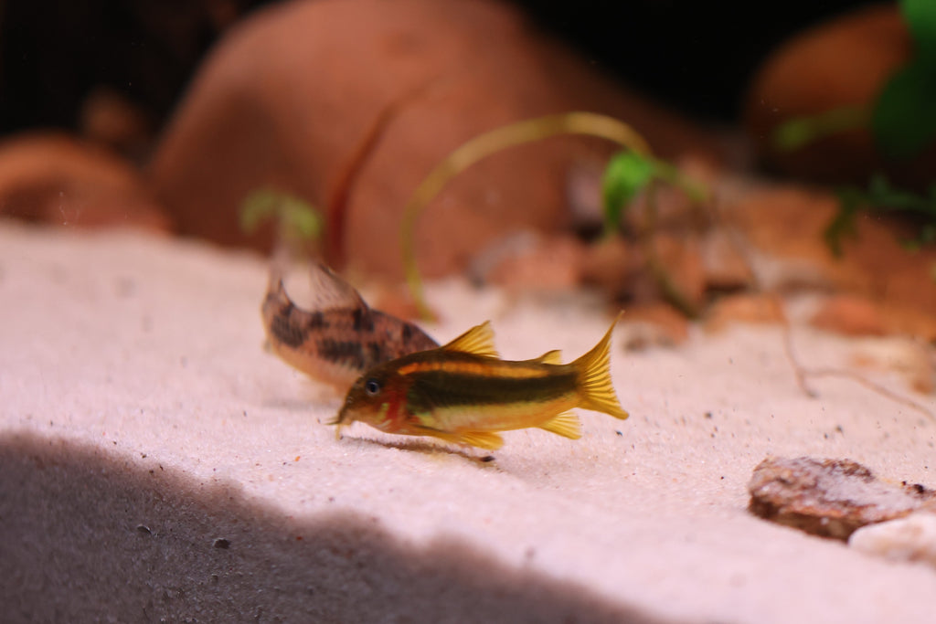 Gold Laser Corydora