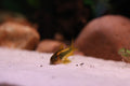 Gold Laser Corydora