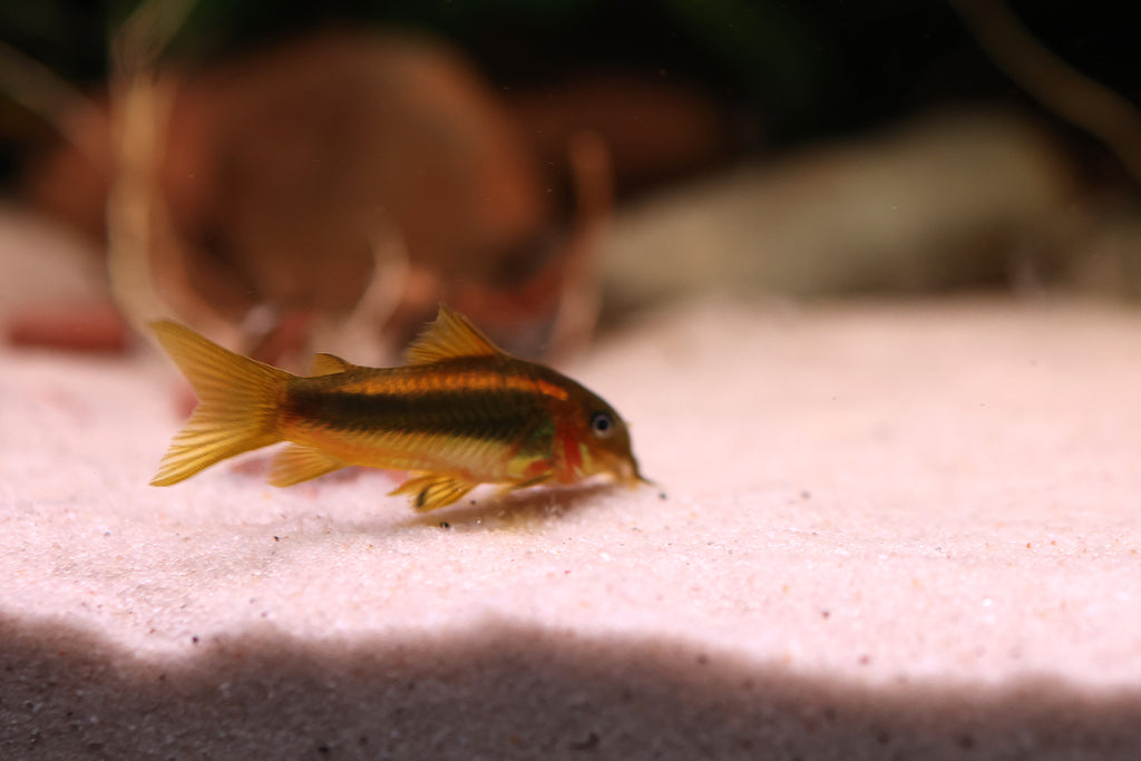 Gold Laser Corydora