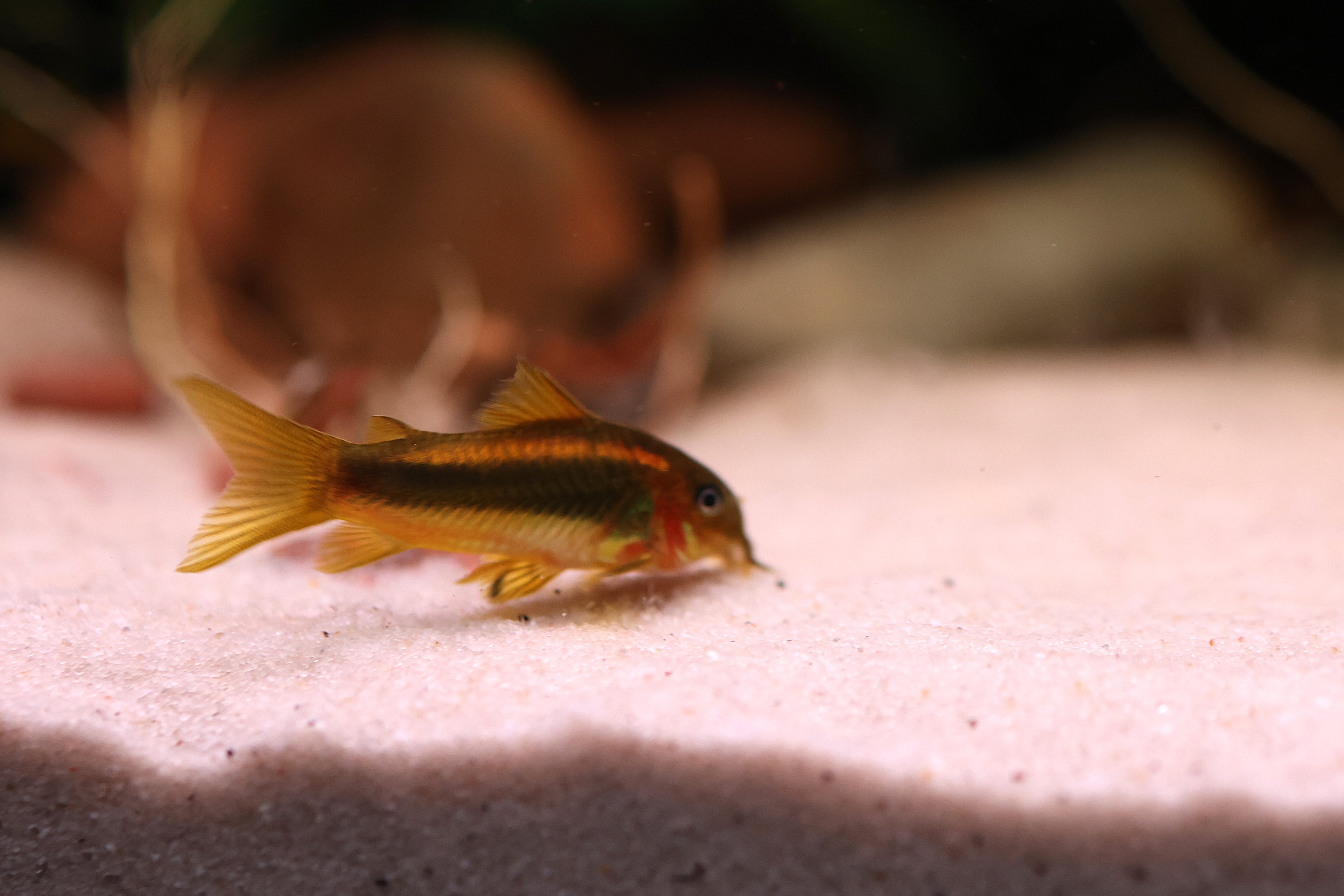Gold Laser Corydora