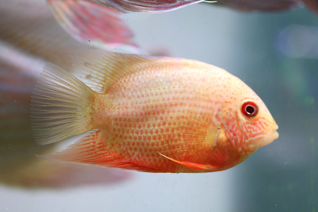 Gold Spot Severum