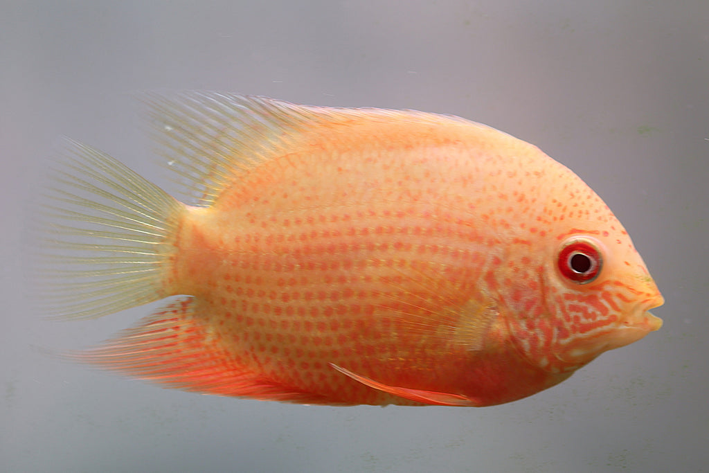 Gold Spot Severum