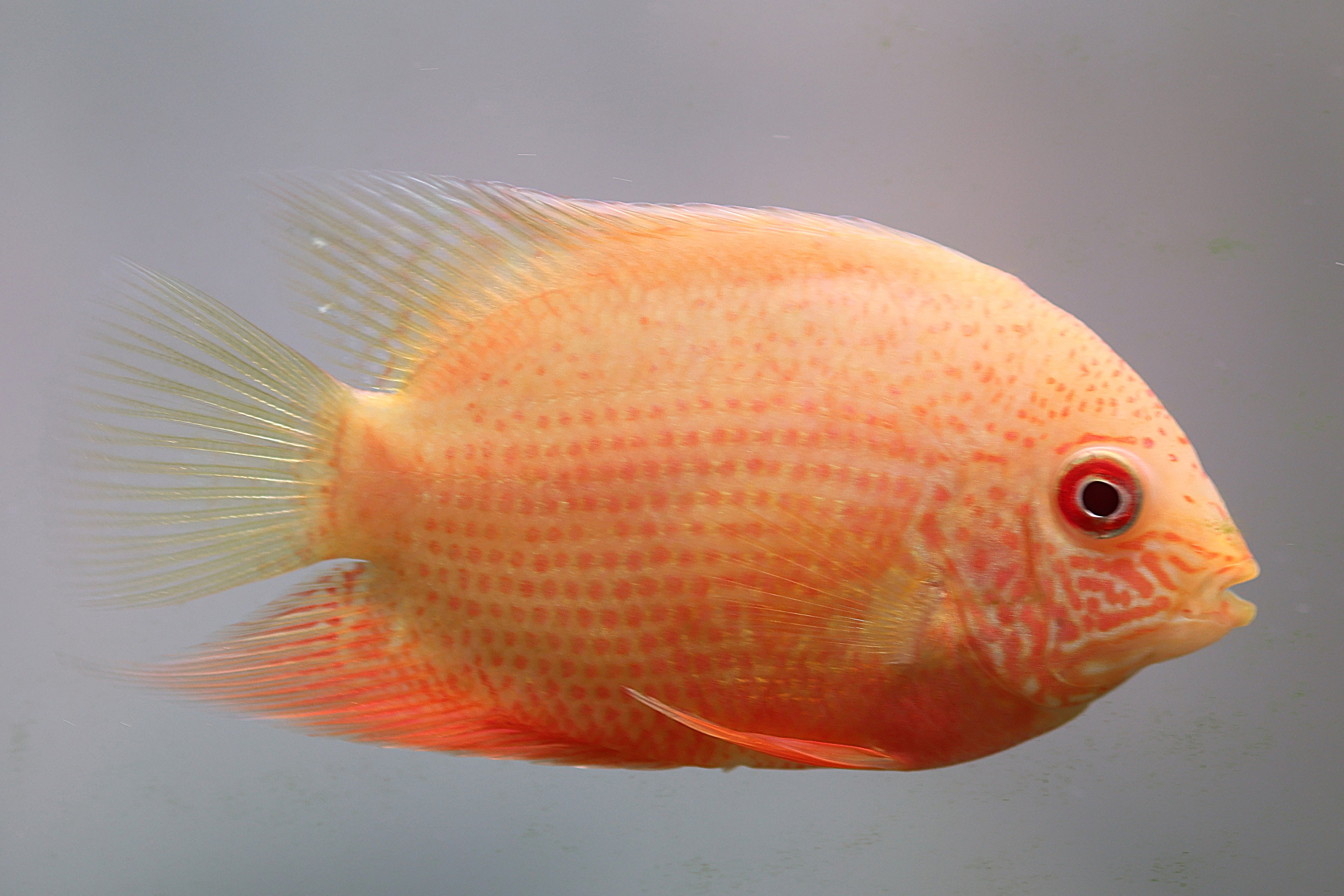 Gold Spot Severum