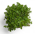 Pearl weed (Hemianthus micranthemoides)