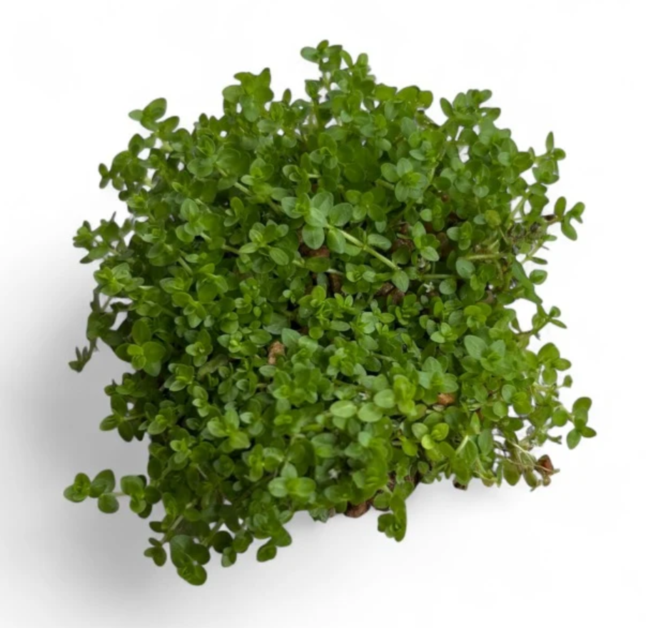 Pearl weed (Hemianthus micranthemoides)