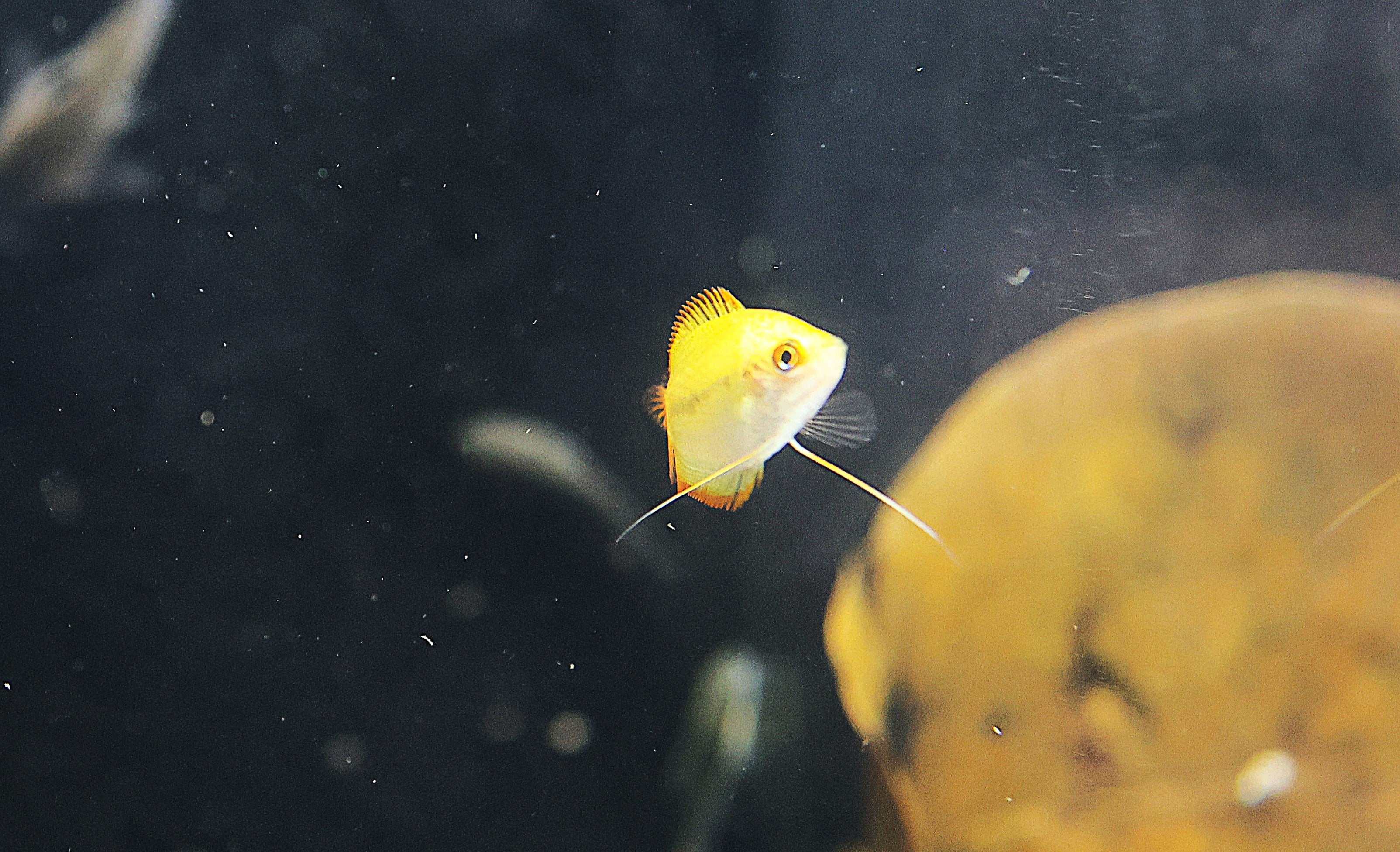 Gold Honey Gourami