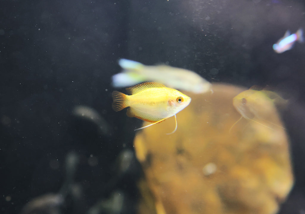 Gold Honey Gourami