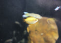 Gold Honey Gourami