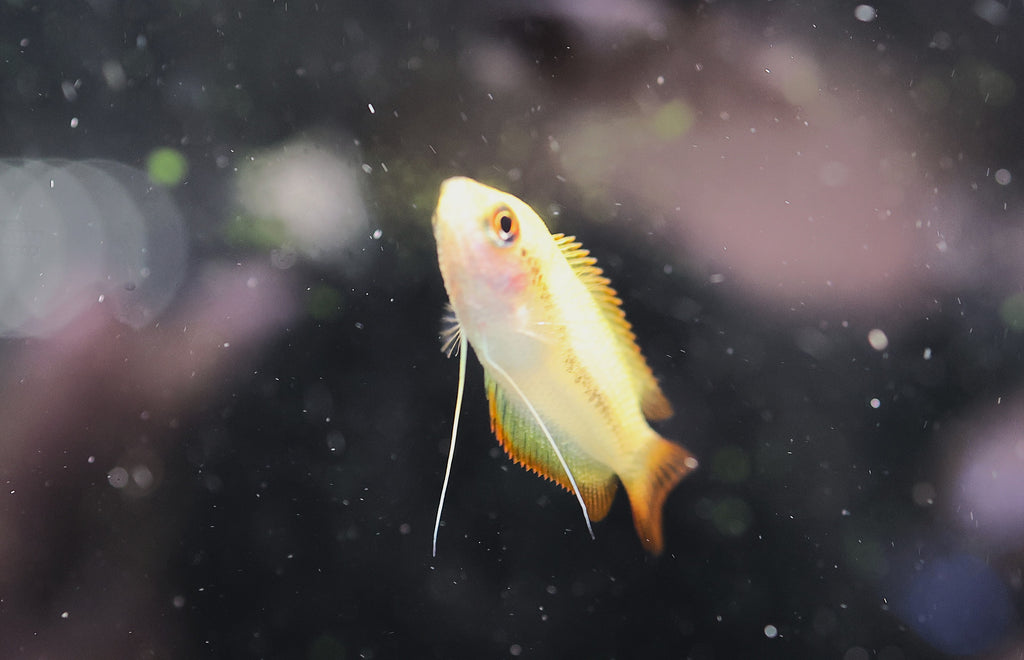 Gold Honey Gourami