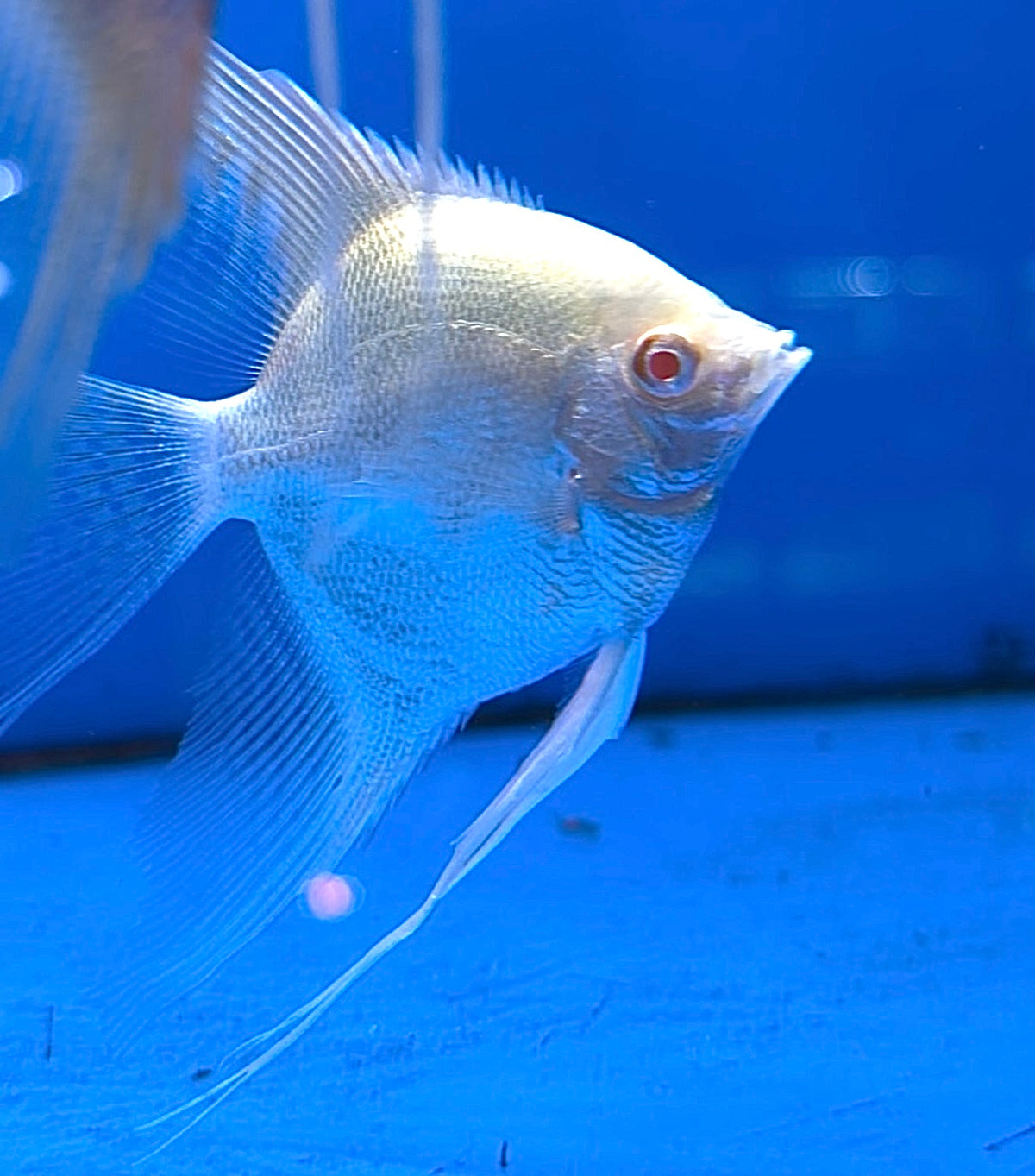 Albino Veiltail Golden Angelfish