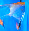 Golden Angelfish