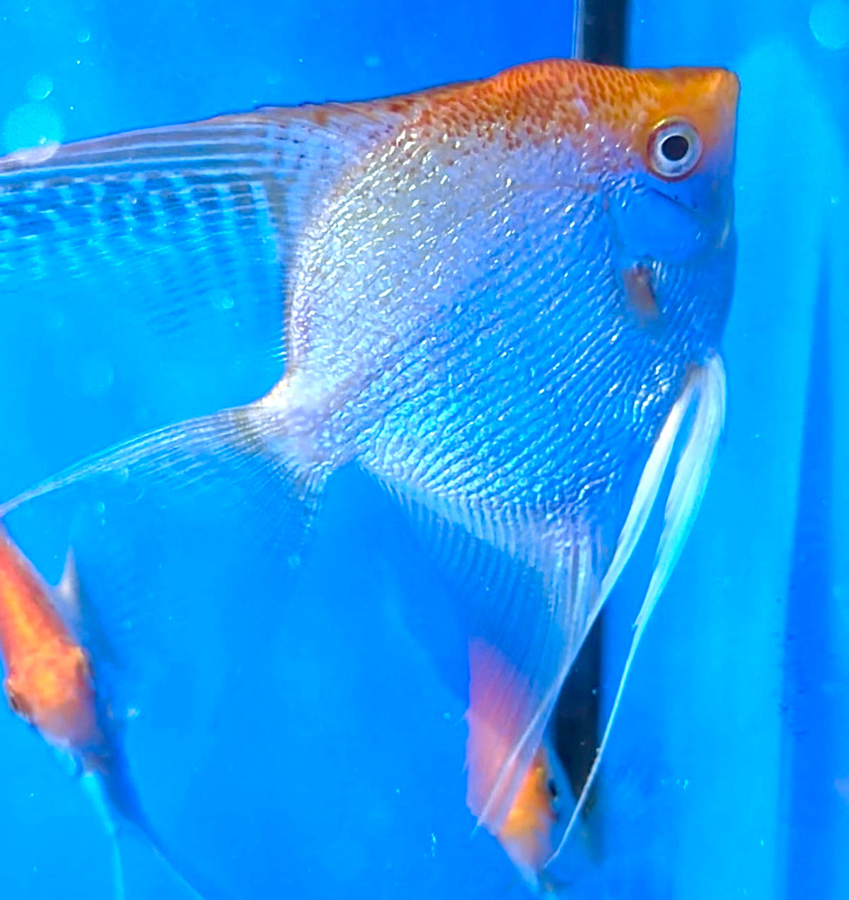 Golden Angelfish
