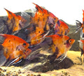 High Grade German Red Veil Angelfish