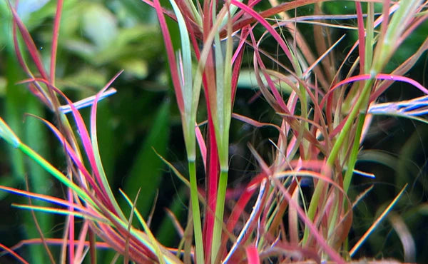 Juncus repens 5cm Pot